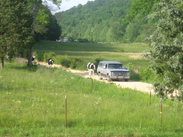 bringing home the cows 008