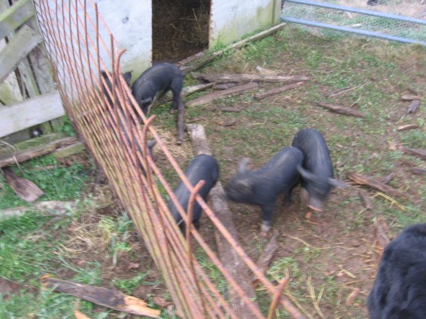 Farm Spring 2012 001