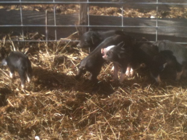 PIGLETS 12-29-2013 008