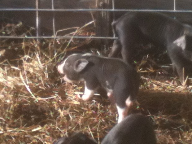 PIGLETS 12-29-2013 013