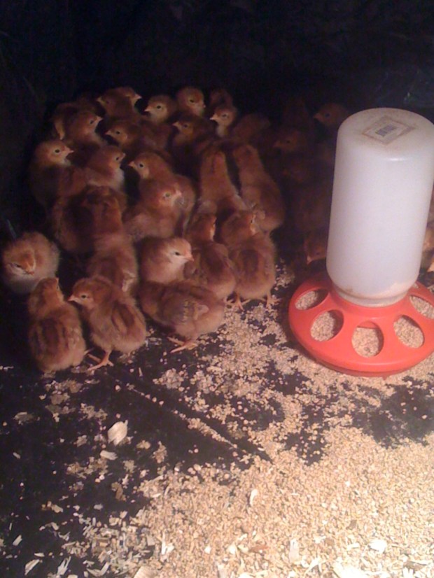 RHODE ISLAND REDS 007