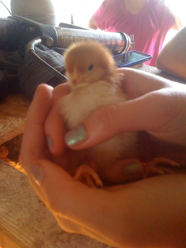 RHODE ISLAND REDS 008